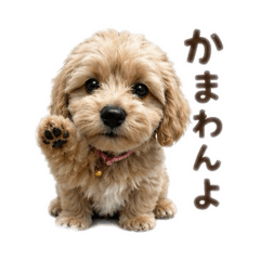 Ohana_20260511095307