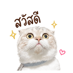 Cat molly daily01