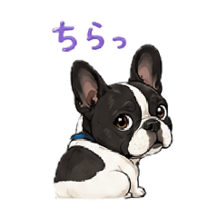 Surumeika_20260510222232