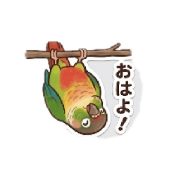 studiotorichan