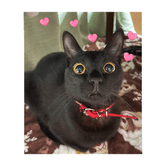 Blackcat Jiji
