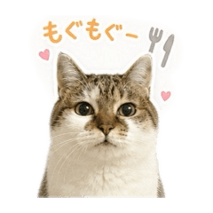 chikuwako_20260511014005