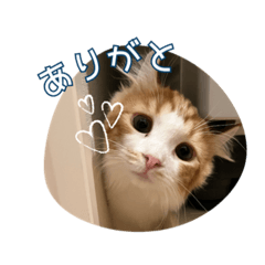 momo_20260511013753