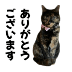 sayacococo_20260511015400