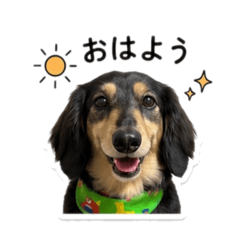 hachi_20260511034230