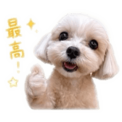 komugistamp_20260511043308