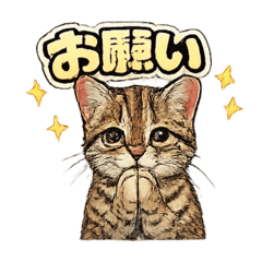 CHAO_20260511061959