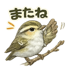 CHAO_20260511053829