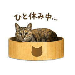 Mochi Neko Studio_20260511102055