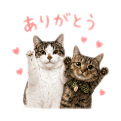 cute cat LINE stickers. HAMACHI & CHIBI