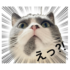 coconeko_20260511110757