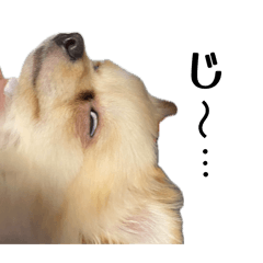 poopoo_20260511111702