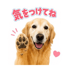 shimako_20260511113511
