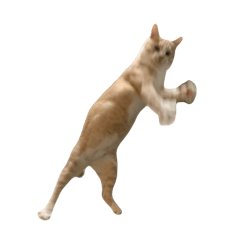 potato_20260511113454