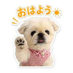 Cute Niko Dog Stickers