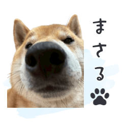 Healing Shiba Inu Masaru 3