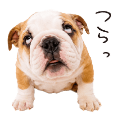 Bulldogs that express emotions