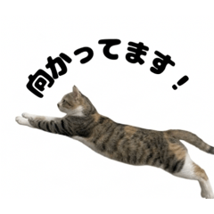COMACHI1st