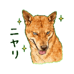 The Glaring Dog:Salty but Sweet