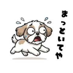 Osaka-dialect Shih Tzu