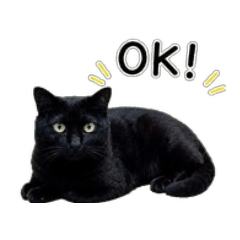 Black Cat Messages