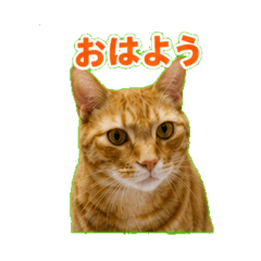 Nyancat - Daily Chat Stickers