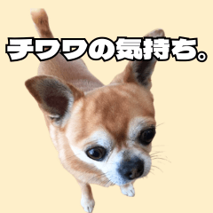 Kuu-chan the Chihuahua 2