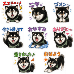 Karakusa Black Shiba Reactions