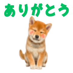 Everyday Shiba Inu Puppy Stickers Vol.1