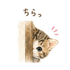 Kitten stickers for LINE