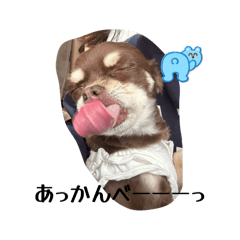 coco chan_20260511131615