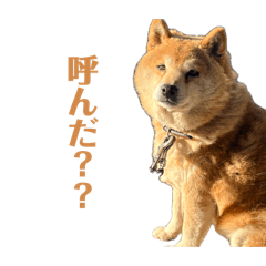 Shida_20260511122257
