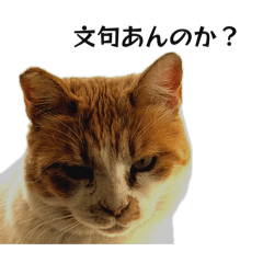 Cat ^w^