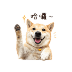 妞妞賣萌日常