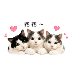 3隻小貓咪 1