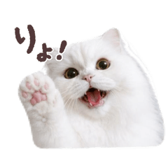 uyu_20260511085444