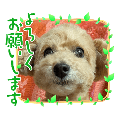 kawakawa_20260511131149