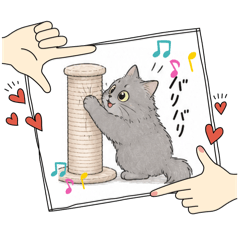 Blue Tabby Cat_20260511152524