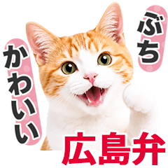 Hiroshima Dialect Orange & White Tabby