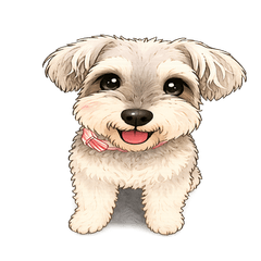 Mini Schnauzer Everyday