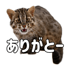 npodoubututatinobyouin_20260501140311