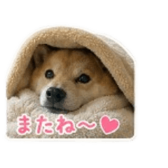 maki_20260511133554