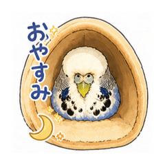 SoRa the Jumbo Budgie