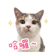 林阿咪林lulu