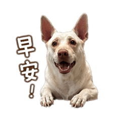 帥帥日常No2