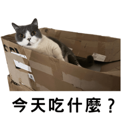 Juno 啾諾：咪勸你快下載