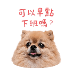 博美瑞瑞-工作篇