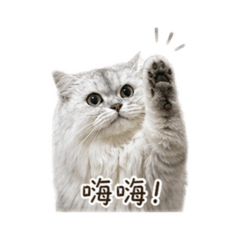 珍珠本貓