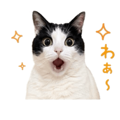 hi_20260511144424