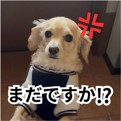 tsungazenbukawariniiu